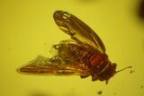 Detailed Fossil Fly (Brachycera) In Baltic Amber #159822-2